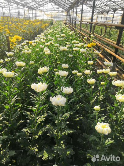 Хризантемы