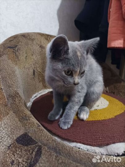 Найдена девчушка