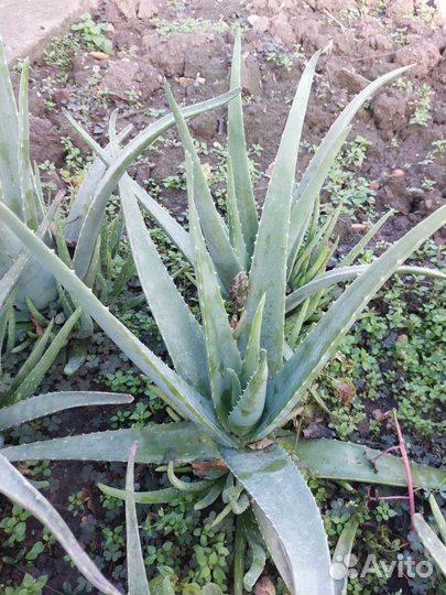 Алоэ лечебный