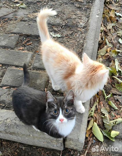 Котята в добрые руки