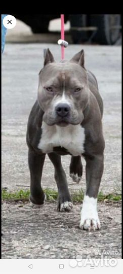 Стаффорд девочка