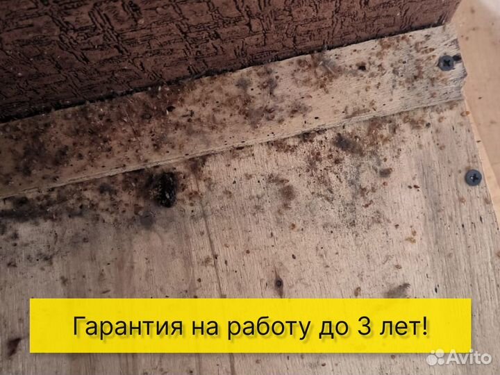 Дезинфекция тараканов клопов травить грызунов