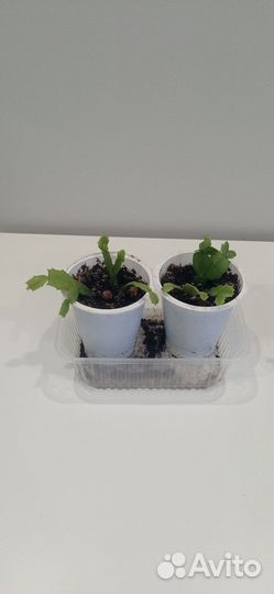 Декабрист шлюмбергера