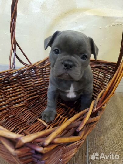 Французский бульдог