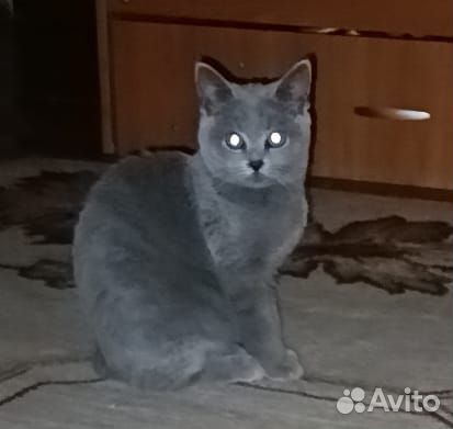 Британские котята