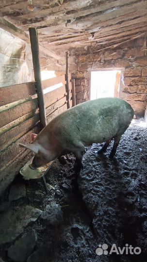 Поросята 2 месяца, зерновой откорм