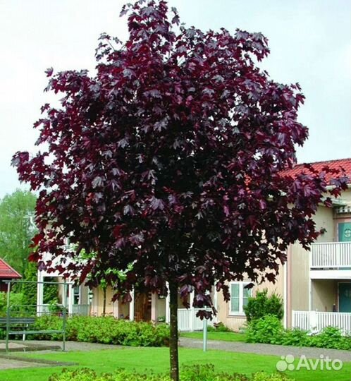 Клён красный Роял ред