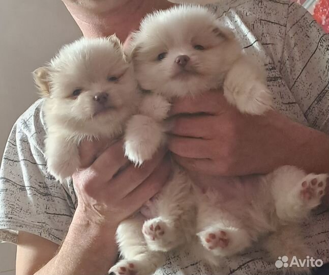 Щенки померанского шпица