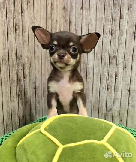 Щенки чихуахуа