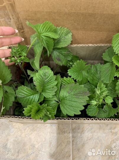 Рассада клубники