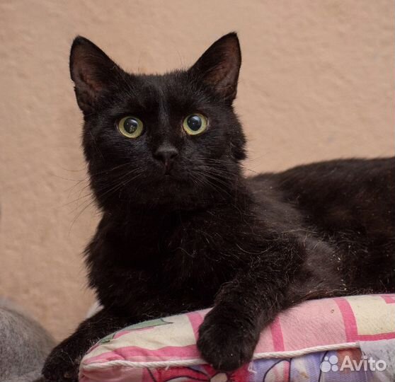 Котик Гуталин