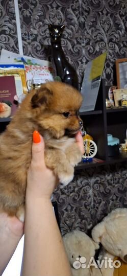 Щенки шпица