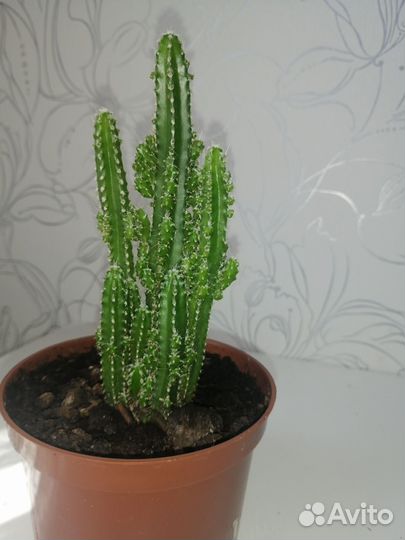 Большой кактус