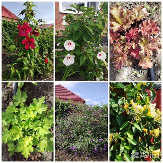 Растения для сада