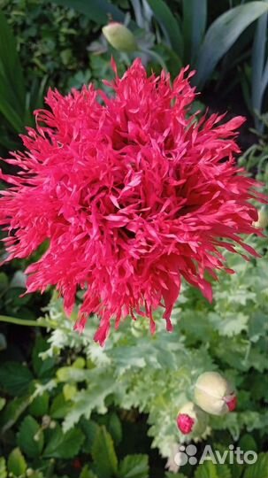 Папавер (мак) пионовидный и махровый, 2 сорта