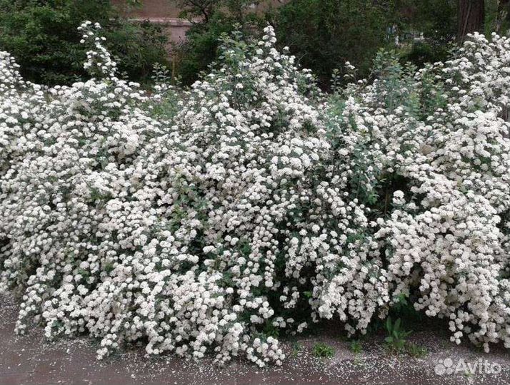 Снежноягодник белый