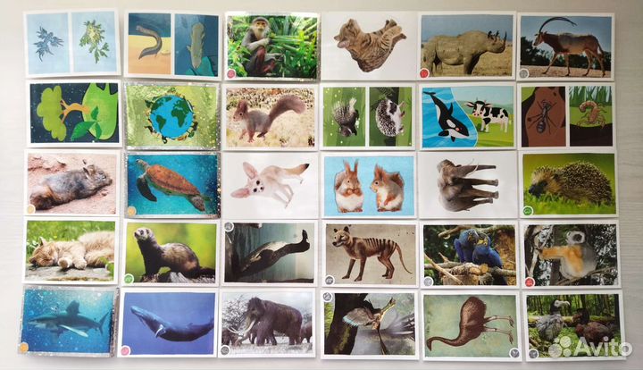 Наклейки panini зоо планета 2020