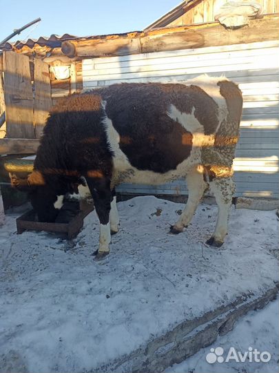 Корова телка нетель