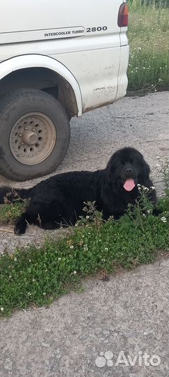 Щенки ньюфаундленда