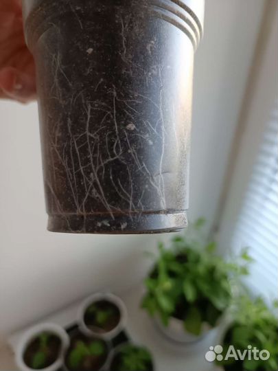 Гигантская Петуния - тайфун