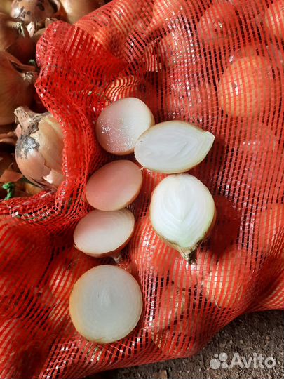 Лук, морковь (оптом)