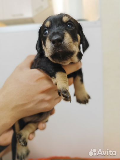 Щенок таксы