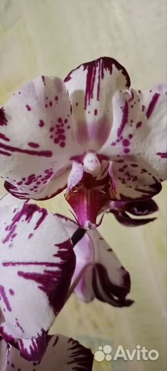 Орхидея фаленопсис