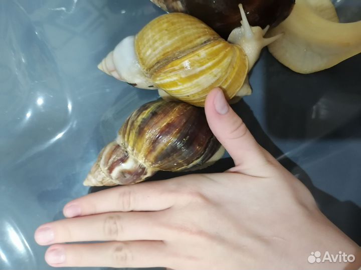 Улитки ахатины поштучно
