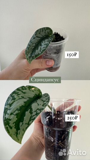 Сциндапсус эпипремнум