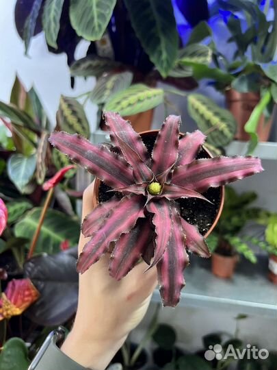 Криптантус 2 сорта