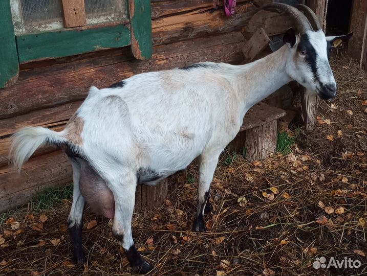 Альпийское стадо коз