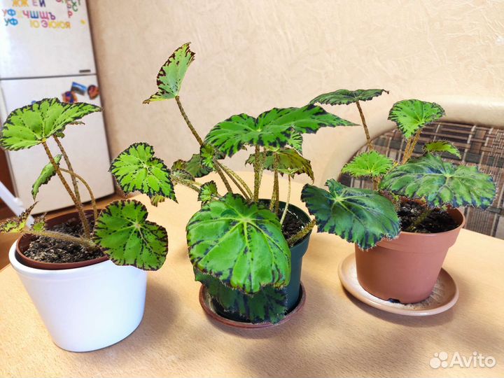 Бегония Тигровая (Бауэра)