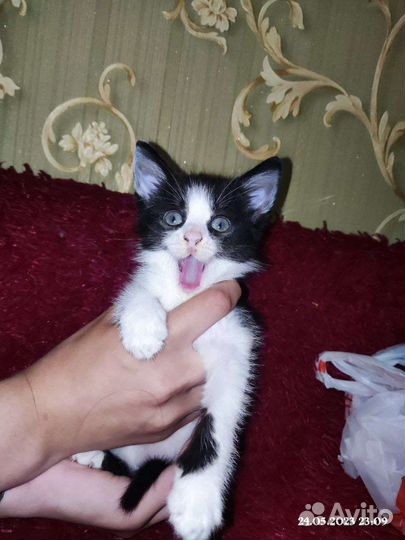 Кошка в дар бесплатно