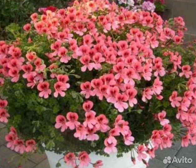 Пеларгония герань