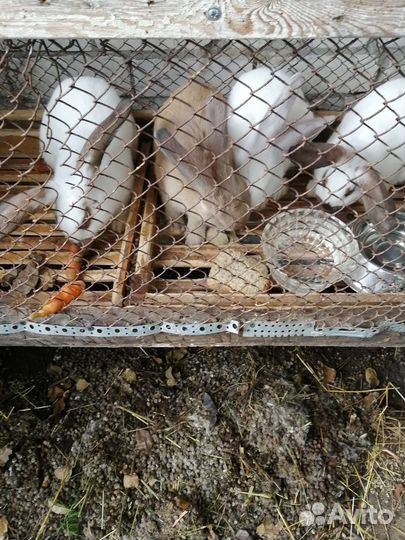 Навоз кроличий