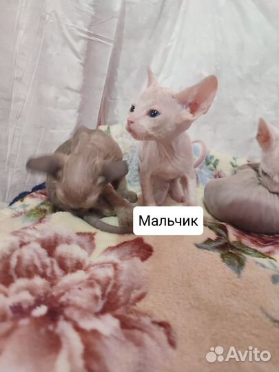 Котята сфинкс