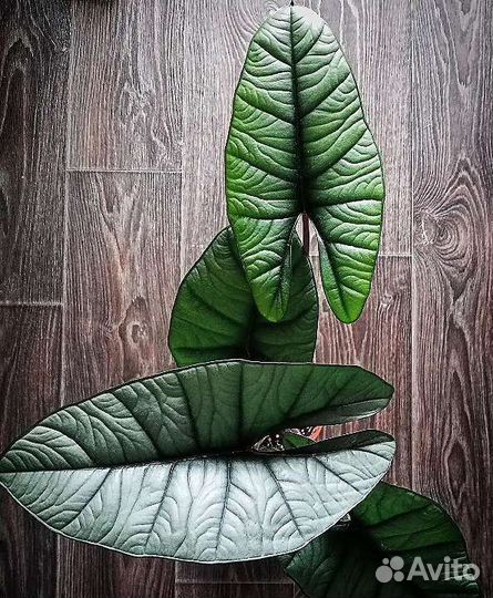 Алоказия платинум