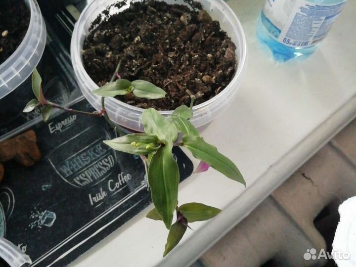 Цветочек с мелкими листиками