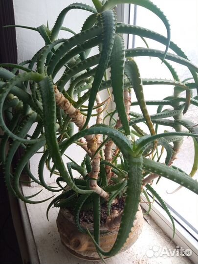 Алоэ столетник