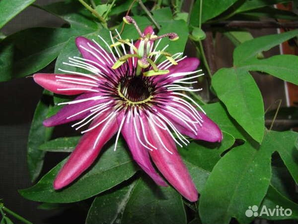 Пассифлора сорт 