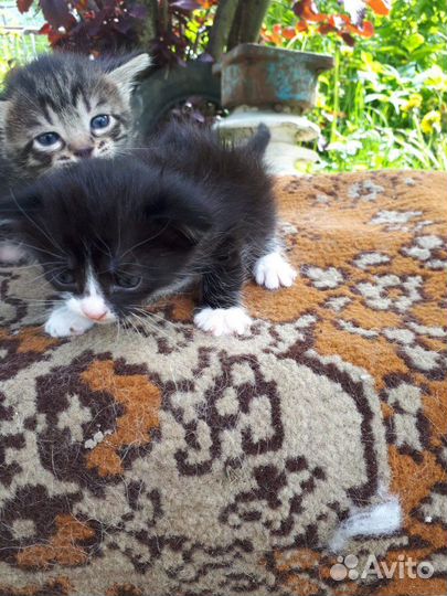 Котятки разные в дар