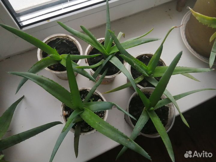 Алоэ вера лекарственный