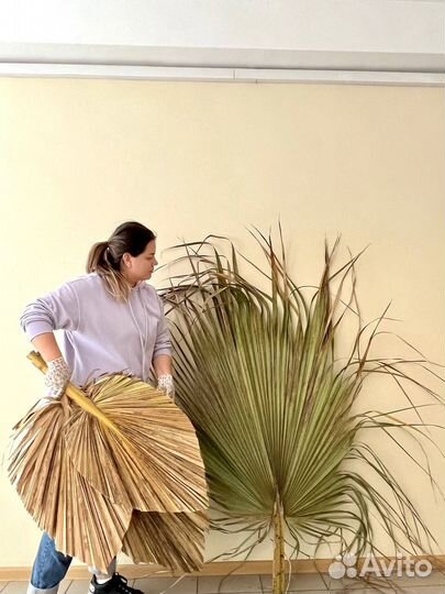 Пальмовые листья