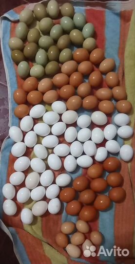 Яйца куриные и перепелиное