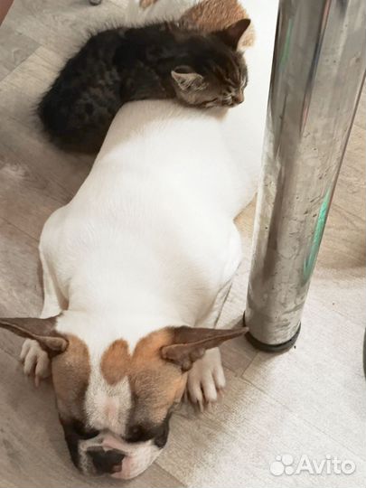 Французский бульдог