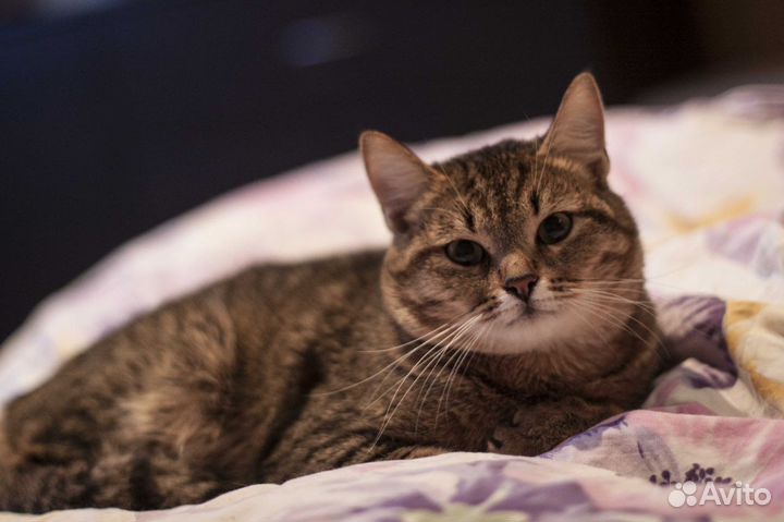 В добрые ручки