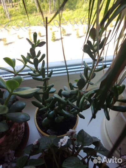 Комнатные растения на обмен