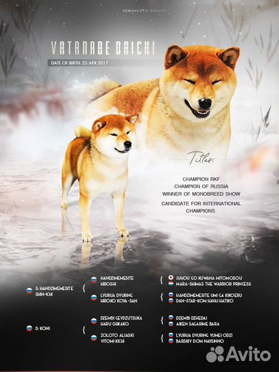 Вязка Сиба кобель 6 лет. г. Пермь