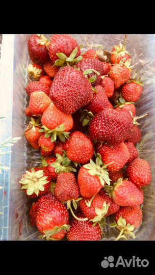 Саженцы сортовой клубники