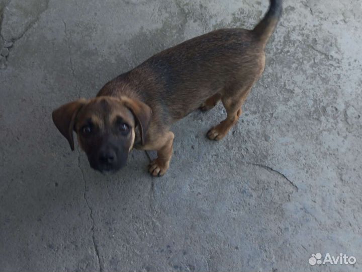 Собака дворняшка